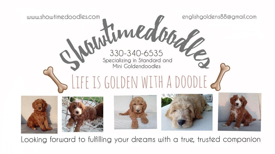 Mini goldendoodle breed profile